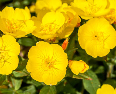 A close-up of bright yellow flowers with a lush green background. The flowers have five petals and prominent stamens, creating a vibrant and cheerful display.