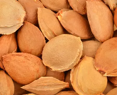 Close-up of a pile of light brown apricot kernels, showing their smooth, oval shapes and textured surfaces.