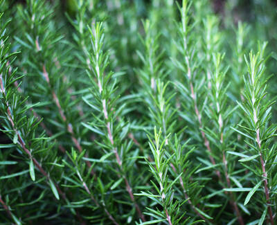 Close-up of vibrant green rosemary leaves with a soft, natural background.