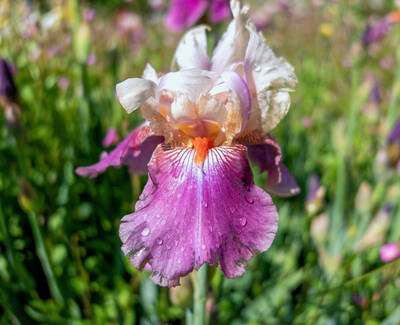 A close-up of a vibrant purple and white iris flower, showcasing delicate petals with droplets of water on them, set against a blurred background of green foliage and other flowers.