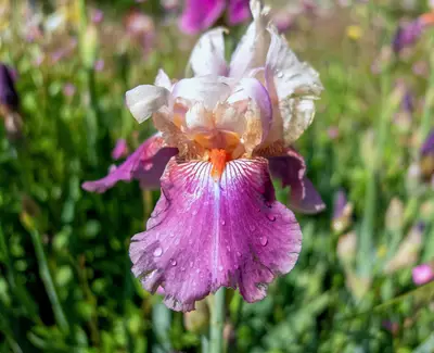 A close-up of a vibrant purple and white iris flower, showcasing delicate petals with droplets of water on them, set against a blurred background of green foliage and other flowers.