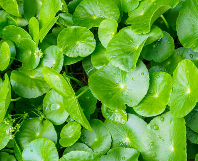 A close-up view of vibrant green leaves with droplets of water, showcasing a variety of shapes and sizes among the foliage.