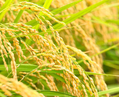 Close-up of ripe rice grains hanging from green stalks, showcasing golden hues and a lush, healthy appearance.