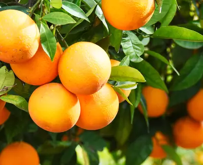 Vitamine C