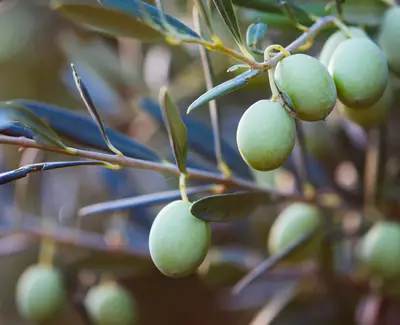 Close-up of olive tree branches featuring clusters of unripe green olives among dark green leaves.