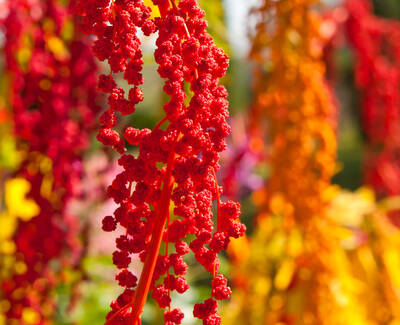 Vibrant clusters of red and orange flowers hang delicately against a blurred background, creating a colorful and lively botanical display.