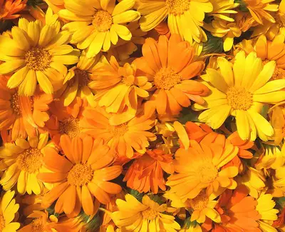 Calendula-Extract | Kiehl's
