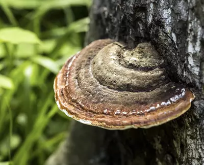 A close-up of a brown and orange shelf mushroom growing on the side of a tree, surrounded by green foliage.