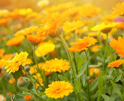 A vibrant field of yellow flowers with green leaves, gently swaying in soft sunlight.