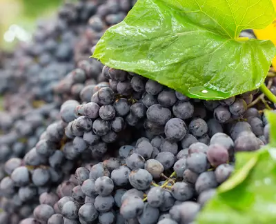 A close-up of clusters of dark purple grapes resting on a bed of green grape leaves.