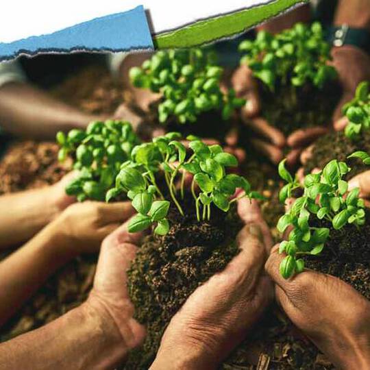 Verschillende handen houden kleine plantjes in de grond, als symbool voor de samenwerking binnen de gemeenschap en het voeden van groei.