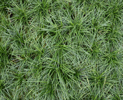 A dense patch of vibrant green grass viewed from above.