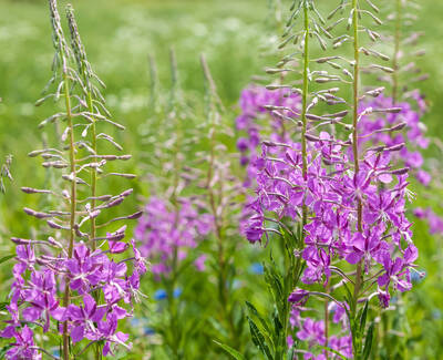 A field of tall, vibrant purple flowers standing among lush green grass, with a soft-focus background of more greenery.