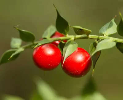 Close-up of a branch with two vibrant red berries surrounded by lush green leaves.