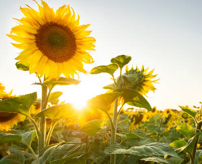 A vibrant sunflower stands tall in a field, with the sun setting in the background, casting warm light over blooming sunflowers and lush green leaves.