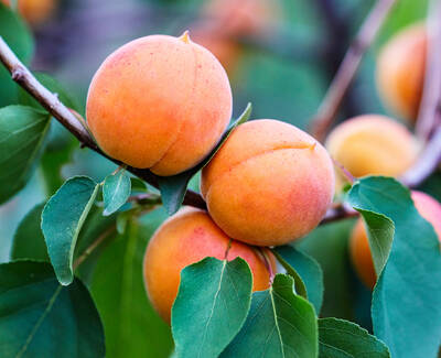 Three ripe apricots hanging from a tree branch surrounded by green leaves.